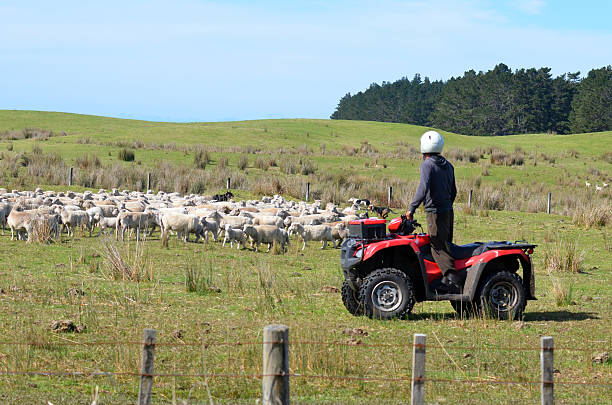 羊飼い中ニュージーランドの羊家畜を集める - rural scene non urban scene domestic animals sheep ストックフォトと画像