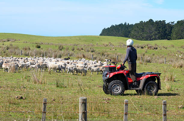 pastor durante ovinos arrebanhar na nova zelândia - lamb merino sheep sheep horizontal - fotografias e filmes do acervo