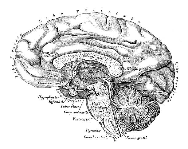 인체 해부학 그림 : 뇌 측면 보기 - pencil drawing drawing anatomy human bone stock illustrations