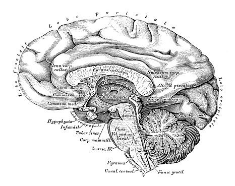 Human anatomy scientific illustrations with latin/italian labels: Brain side view