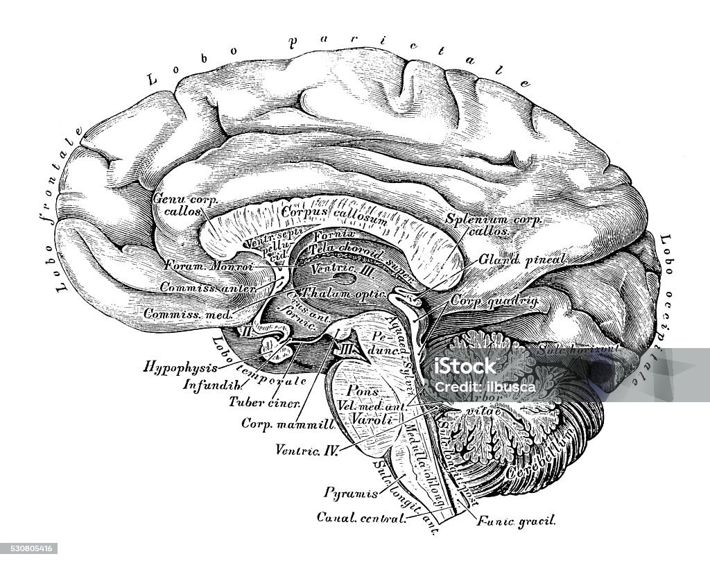 Human anatomy scientific illustrations: Brain side view Human anatomy scientific illustrations with latin/italian labels: Brain side view The Human Body stock illustration