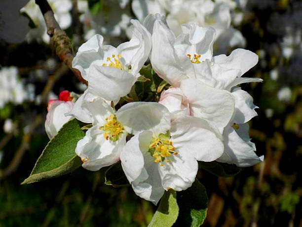 Blooming apple tree in garden in spring