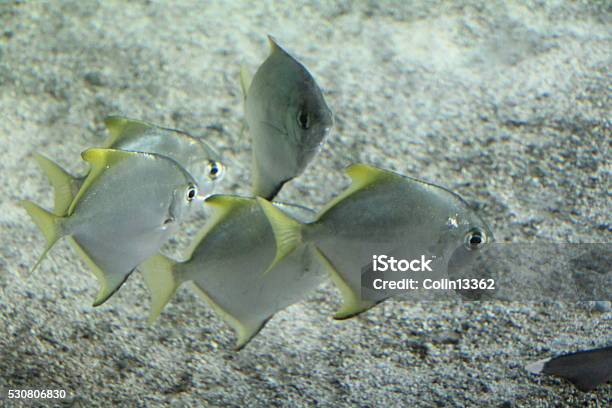 Monodactylus Argenteus Stock Photo - Download Image Now - Animal, Animal Wildlife, Fish