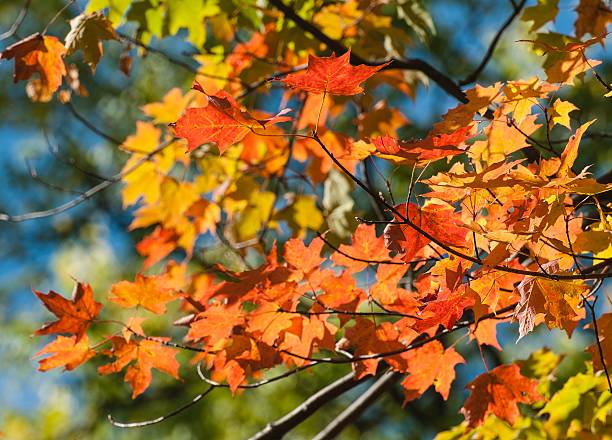 istock Changing Colors on a Michigan Autumn Maple 530807238