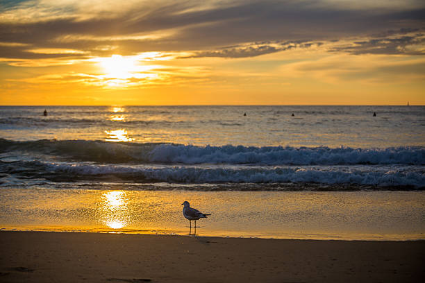 istock Seagull Bird at Sunset on the Ocean 530808262