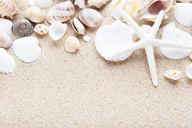istock Beach and Sea life 530808284