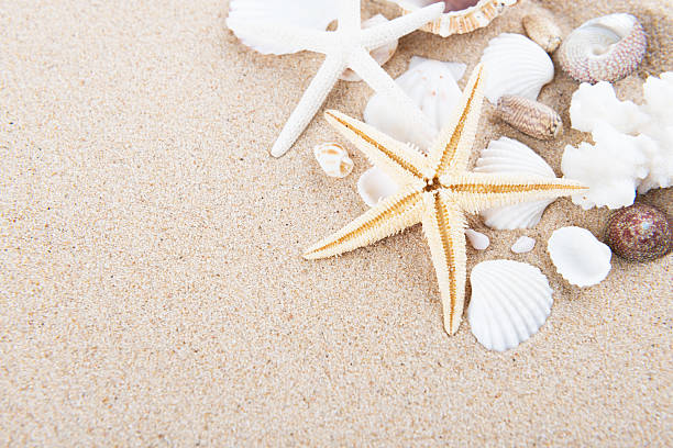 istock Beach and Sea life 530808490