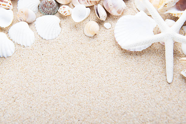 istock Beach and Sea life 530808578