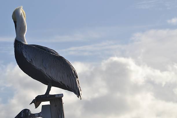 istock Pelican with a twist 530808611