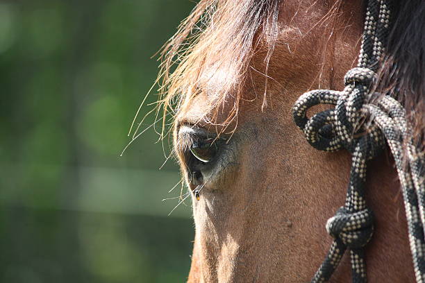 close-up de cavalo castanho ocular - halter imagens e fotografias de stock