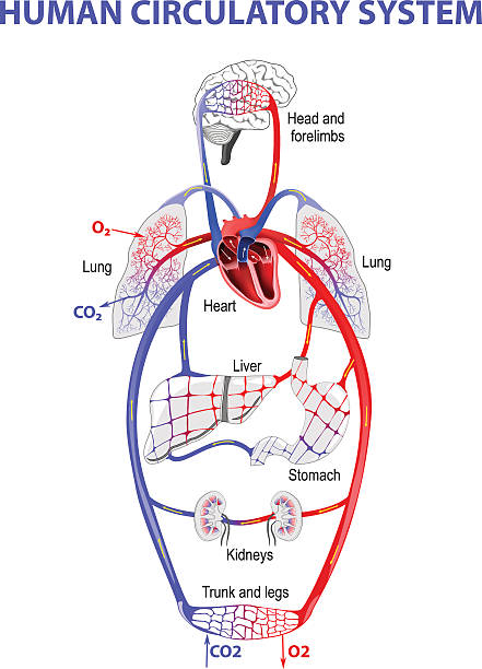 illustrations, cliparts, dessins animés et icônes de flux sanguin humain - renal vein