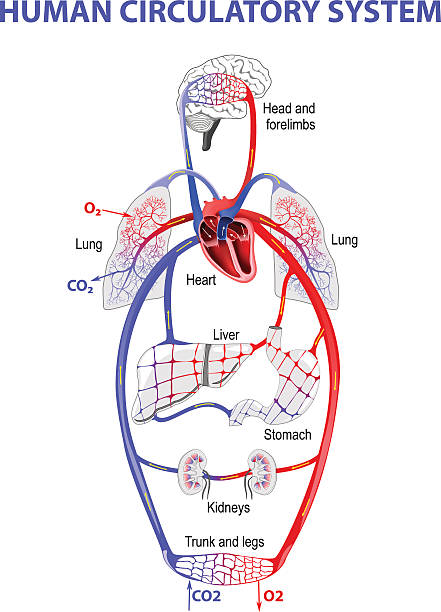 Human bloodstream The human circulatory system metabolism illustrations stock illustrations