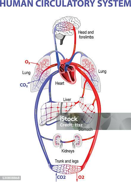 Human Bloodstream Stock Illustration - Download Image Now - Blood Flow, Cardiovascular System, Order