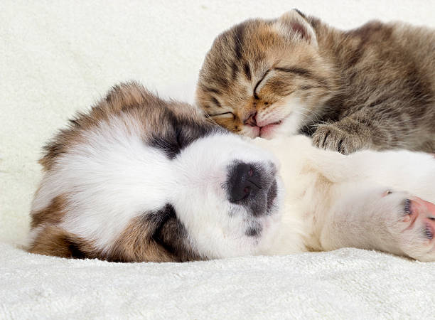 istock Puppy and kitten 530808889