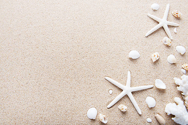 istock Beach and Sea life 530809184