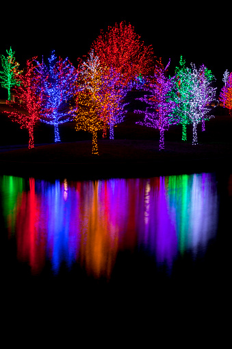 Trees tightly wrapped in LED lights for the Christmas holidays reflecting in lake. Each tree is wrapped in one color.