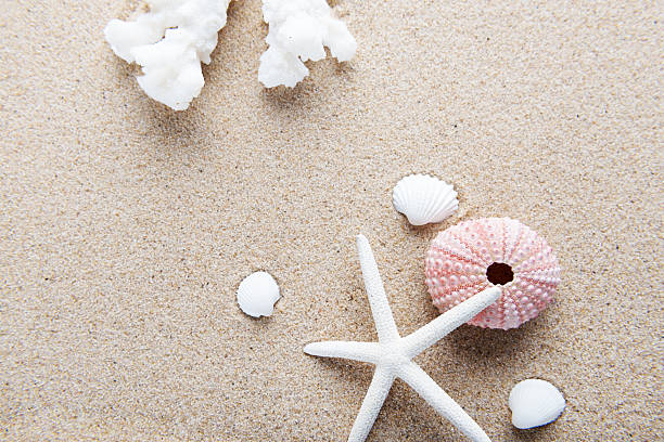 istock Beach and Sea life 530809802