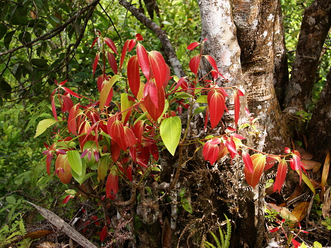 Cinnamomum verum, called true cinnamon tree or Ceylon cinnamon tree is a small evergreen tree belonging to the family Lauraceae, native to Sri Lanka. Among other species, its inner bark is used to make cinnamon.