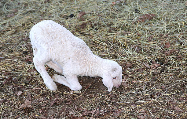 white newborn lamb walking with difficulty on the hay young newborn lamb walking with difficulty on the hay meek as a lamb stock pictures, royalty-free photos & images