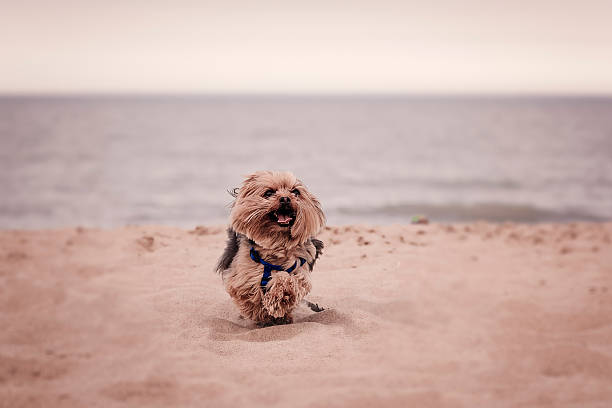 Goldendoodle playing an off-leash game of fetch, getting exercise at the beach in Pacifica, CA.