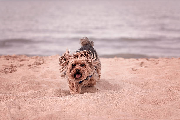 istock York dog playing on the beach. 530811404