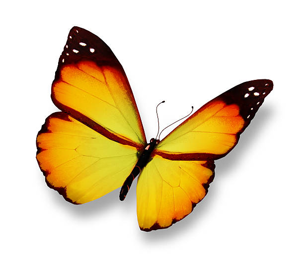 istock Yellow butterfly flying, isolated on white background 530811539
