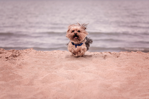 York dog playing on the beach.