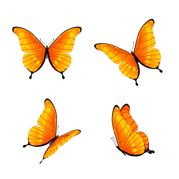 オレンジ色の蝶 - butterfly monarch butterfly isolated flying点のイラスト素材／クリップアート素材／マンガ素材／アイコン素材