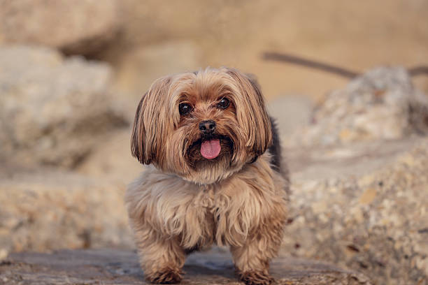 istock York dog playing on the beach. 530811630