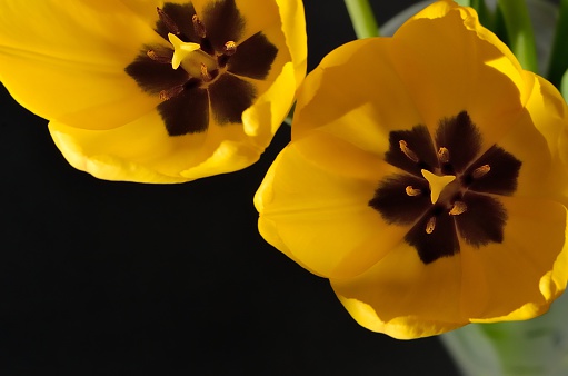 two yellow tulips close-up view from above on a black background, left unoccupied space