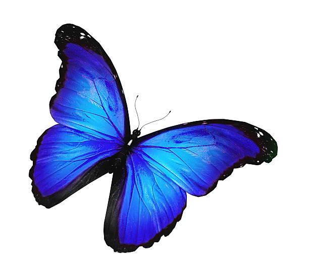 istock Blue butterfly flying, isolated on white 530811869