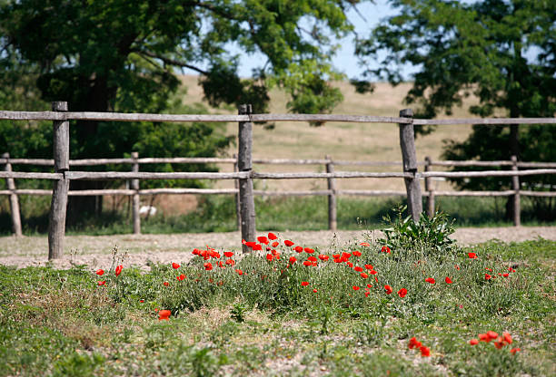istock Landscape with poppies in the paddock 530812107