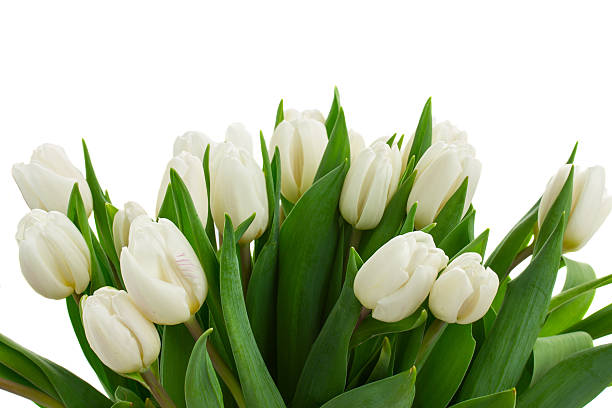 istock bunch   of white  tulips close up 530812207