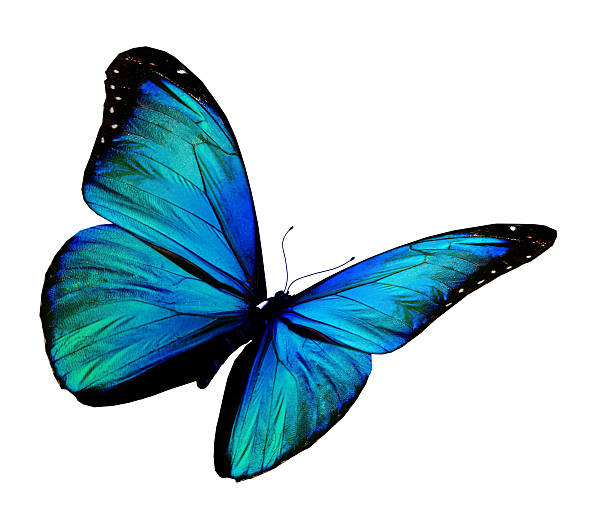istock Turquoise butterfly flying, isolated on white background 530812343