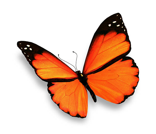 istock Orange butterfly, isolated on white background 530812359