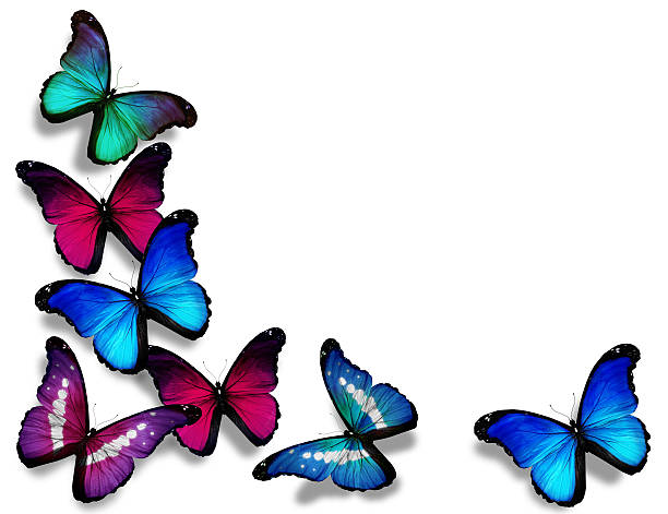 istock Vinous blue morpho butterflies, isolated on white background 530812361