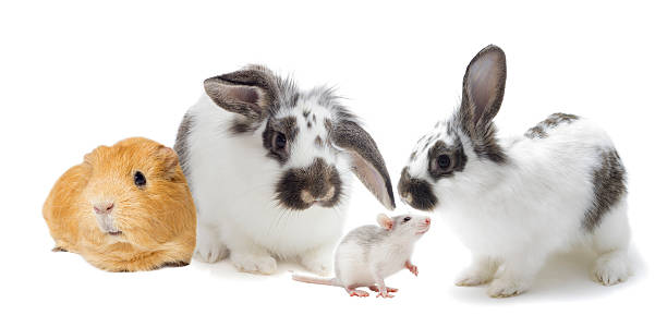 istock set of rodents 530812365