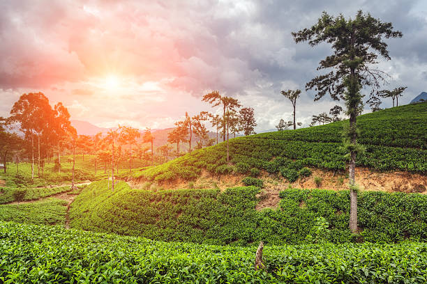 istock The sun shines tea fields close to Sri Lanka. 530812466