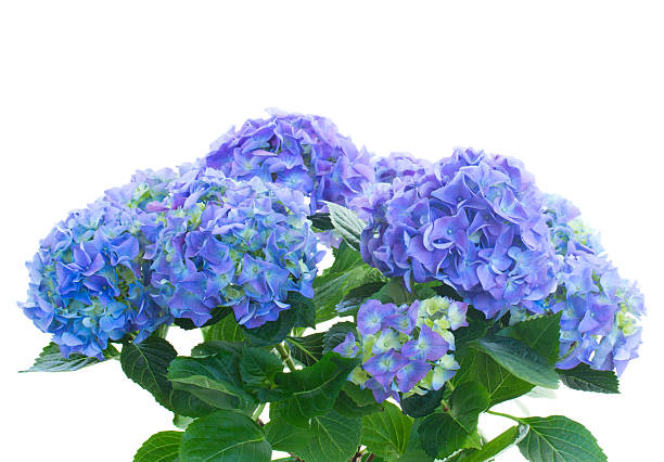 istock bunch  of blue hortensia flowers 530812687