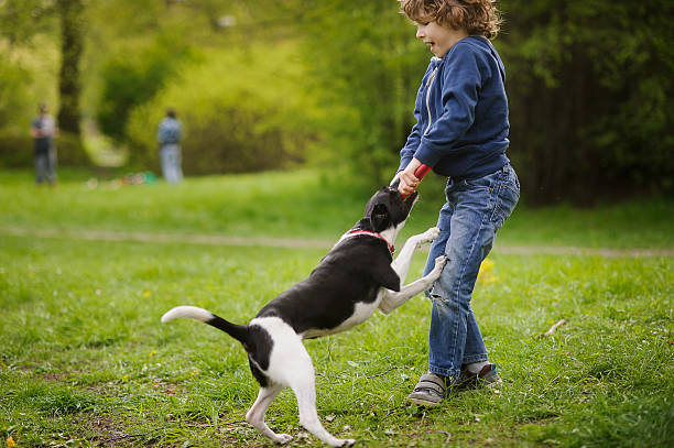 istock Blond boy having fun playing with the dog 530813118