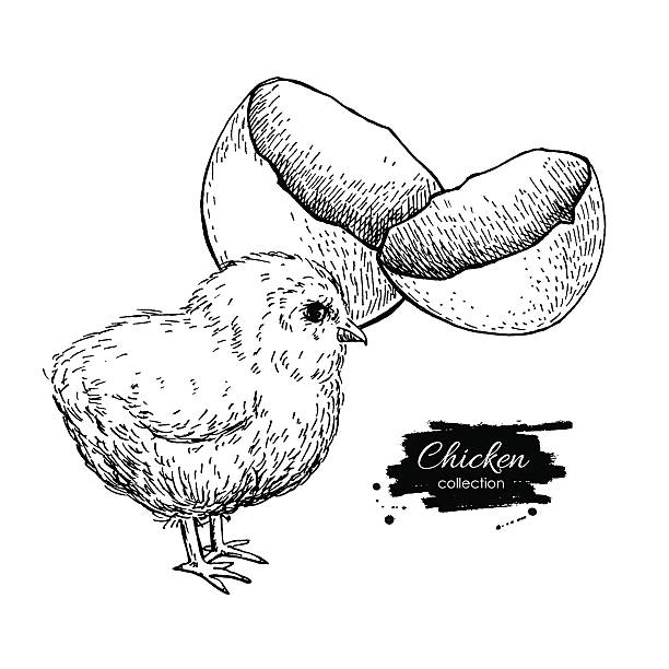 벡터 빈티지 손 드로잉 치킨 아기 및 알류 섈. - eggs animal egg celebration feather stock illustrations