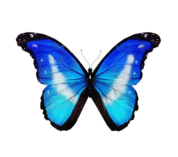istock Morpho rhetenor helena butterfly flying , isolated on white 530813471