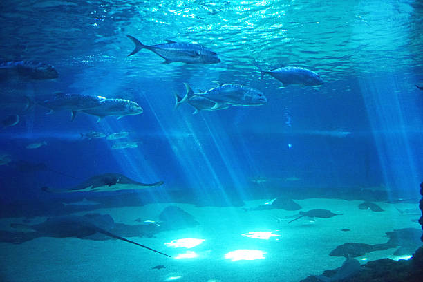 Tropical Sea Life