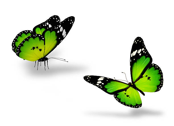 istock Two green butterflies on white 530814047