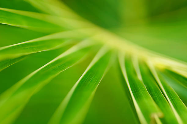 istock Abstract tropical nature: exotic macro of Green palm tree leaf 530814109