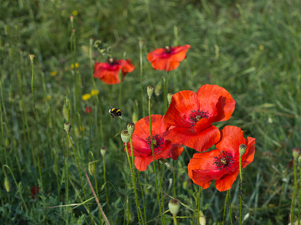istock Poppies with bee, nature detail 530814173