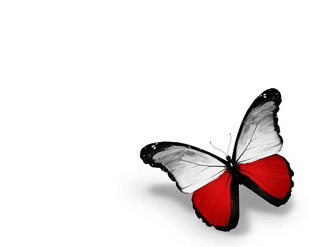 istock Polish flag butterfly, isolated on white background 530814313