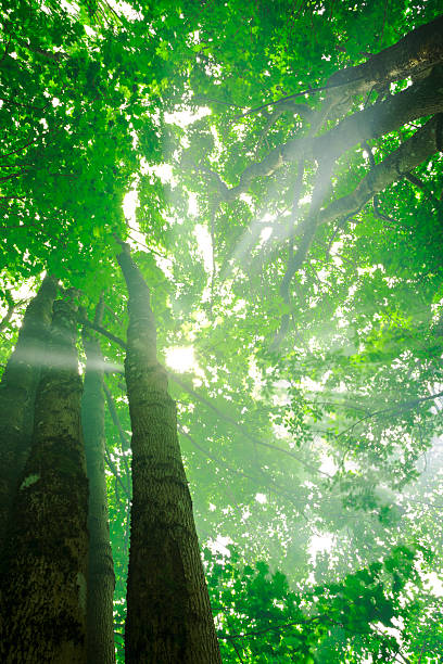 istock Misty rays of light in forest canopy 530814550