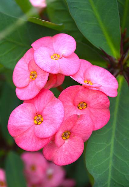 istock pink Crown of thorns flower 530814677