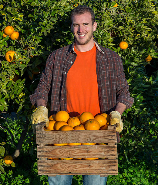 istock Farmer with a basket of oranges 530814759